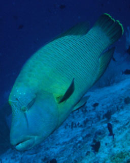 Napoleon wrasse are found in Koh Surin - photo coutesy of ScubaZoo