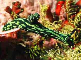 A nembrotha nudibranch climbs across a featherstar at Bunaken National Park, Manado, Sulawesi, Indonesia