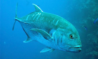 Giant trevally