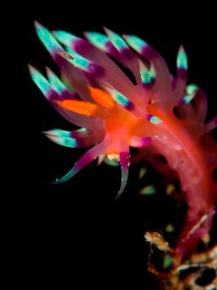Flabellina nudibranchs are seen in Komodo - photo courtesy of Takako Uno and Stephen Wong
