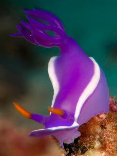Scour the pinnacles in the Maldives for colourful nudibranchs - photo courtesy of ScubaZoo