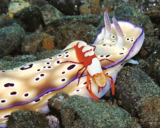 Nudibranch Chromodoris kuniei with emperor shrimp in Australia - photo courtesy of Mike Ball Dive Expeditions
