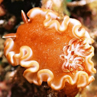 The spectacular blood-drop nudibranch at Lembeh