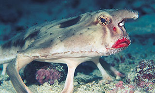 The sexy red-lipped batfish working it for the camera at Pajara Island, Cocos