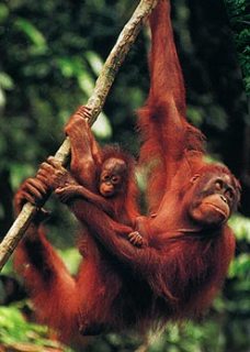 Adult orangutan, Sabah
