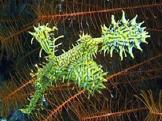 Harlequin ghost pipefish