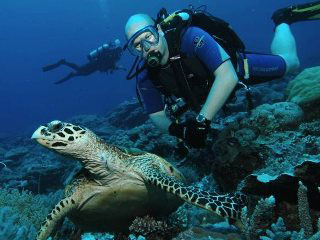 Watching a hawksbill turtle on the reef in Palau