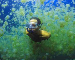 Swimming with jellyfish at Jellyfish Lake, Palau, Micronesia