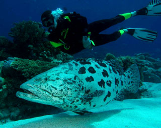 Liveaboard diving with giant potato cods on the Great Barrier Reef