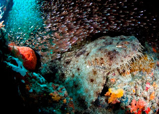 Wobbegong in Raja Ampat, Indonesia - photo courtesy of Stephen Wong and Takako Uno