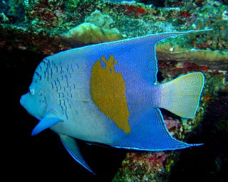 Arabian angelfish can be found at most Red Sea dive sites - photo courtesy of Ashraf Hassanin