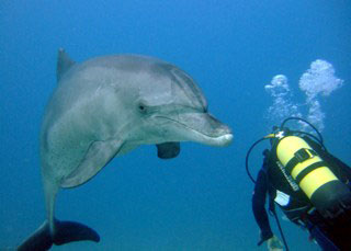 Dolphins are one of the main attractions at the local Hurghada diving sites - photo courtesy of Ashraf Hassanin Dolphins are one of the main attractions at the local Hurghada diving sites - photo courtesy of Ashraf Hassanin
