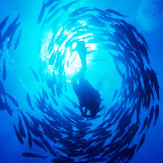 Dive with jacks in the Southern Red Sea - photo copyright of Egypt Tourism [photographer: CHICUREL Arnaud/hemis.fr]