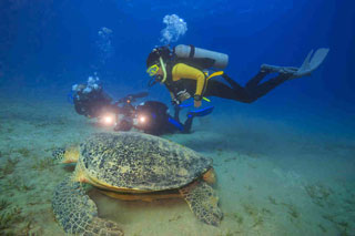 A green turtle feeding on sea grass at Marsa Shona in the Red Sea, Egypt