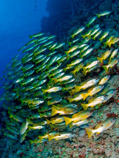 School of Ehrenberg Snapper in the Red Sea - photo courtesy of Matthias Schmidt