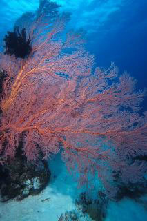 Red seafan - Angthong, Samui, Thailand