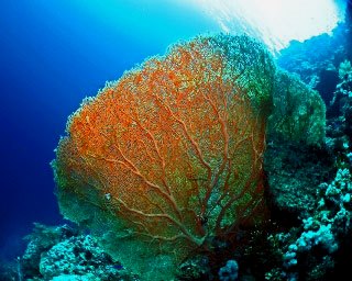 Diving in Egypt  with huge gorgonian fans - photo courtesy of Matthias Schmidt