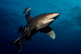 Oceanic whitetip shark in the Red Sea - photo courtesy of Nina Eschner