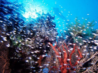 Scuba diving in the Red Sea - photo copyright of Egypt Tourism [photographer: CHICUREL Arnaud/hemis.fr]