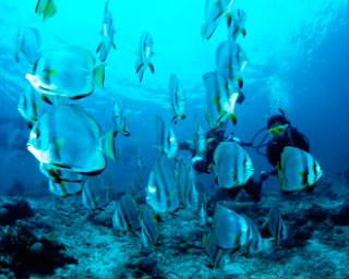 Longfin batfish - photo coutesy of ScubaZoo