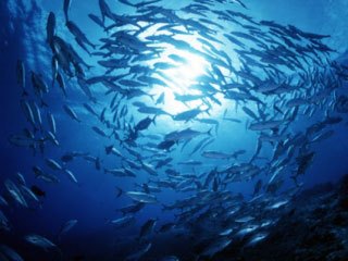 Schooling jacks - South Male Atoll Scuba Diving in the Maldives - photo courtesy of ScubaZoo