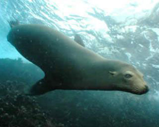 Diving with sea lions in the Galapagos Islands - photo courtesy of Aggressor