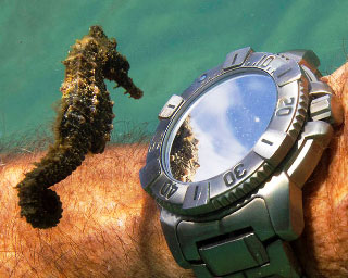 A seahorse inspects a divers watch