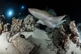 Tawny nurse shark