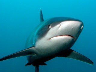 A silvertip shark at Cocos Island, Costa Rica - photo courtesy of Wind Dancer