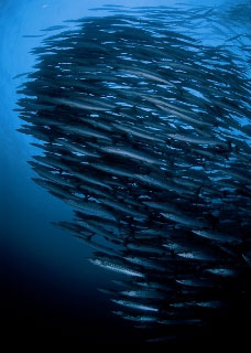 Diving with barracuda in Sipadan - photo courtesy of ScubaZoo