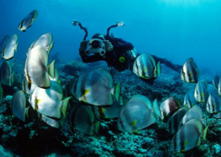 Schooling batfish - photo courtesy of ScubaZoo