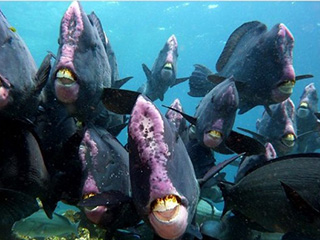 Dive with meaty bumpheads at Sipadan - Borneo, Malaysia