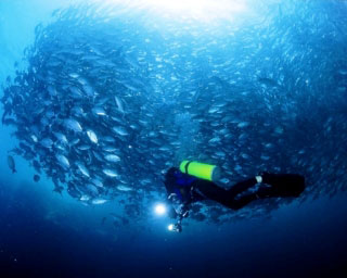 Diving in Sipadan, Malaysia - photo courtesy of Korean Simi