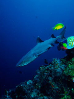 A whitetip reef shark at Sipadan Island - photo courtesy of ScubaZoo