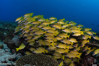 School of snapper in the Maldives - photo courtesy of Jeannie Tan