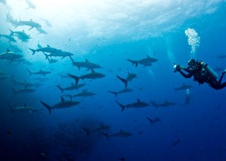 Diving with silky sharks at Socorro Island, Mexico - photo courtesy of Rodrigo Friscione Diving with silky sharks at Socorro Island, Mexico - photo courtesy of Rodrigo Friscione