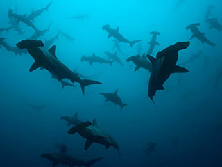 Hammerhead sharks in Socorro