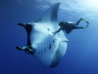 Diving with manta rays in Socorro