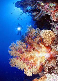 Orange soft coral tree, Wakatobi - photo courtesy of James Watt