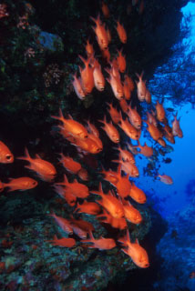 Soldierfish - photo courtesy of ScubaZoo