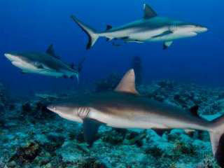 Grey reef sharks at Angarosh, Sudan - photo courtesy of www.selmeczidaniel.com Grey reef sharks at Angarosh, Sudan - photo courtesy of www.selmeczidaniel.com
