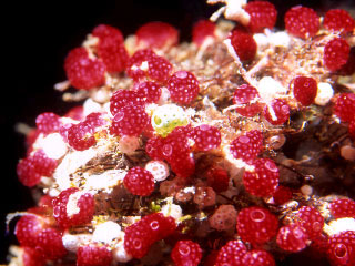 Strawberry tunicates; diving in Sulawesi - photo courtesy of Massimo Boyer