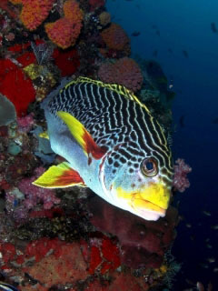 Ribbon sweetlips in Komodo - photo courtesy of Ricard Buxo