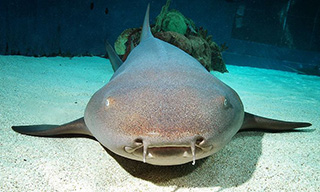 The distinctive face of a tawny nurse shark