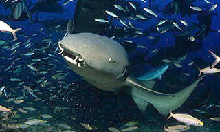 A tawny nurse shark