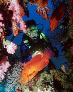 Scuba diving in Thailand: Pin-cushion sea urchins - photo courtesy of Marcel Widmer - www.Seasidepix.com