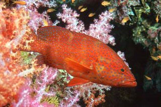 Coral trout among soft coral, Koh Lanta - photo coutesy of Marcel Widmer - www.seasidepix.com