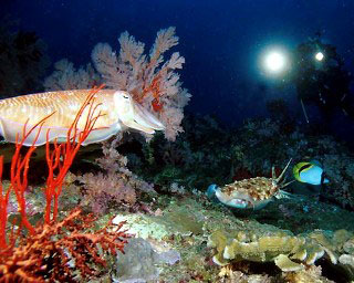 Cuttlefish at night - photo coutesy of Marcel Widmer - www.seasidepix.com