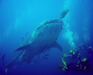 Diving with a whale shark at Richelieu Rock, Thailand
