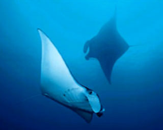 Mantarays feeding at Koh Bon, Thailand